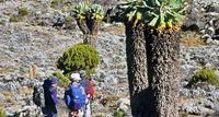 Climb Kilimanjaro via Machame Route - World Expeditions